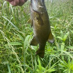 スモールマウスバス