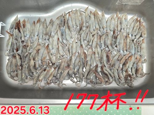 イカの釣果