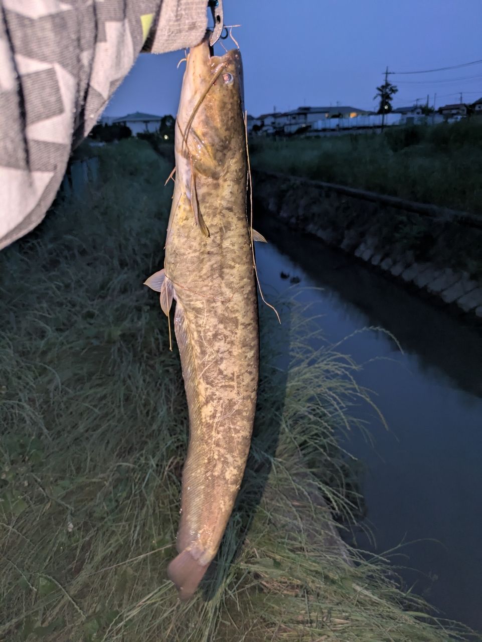 マナマズ