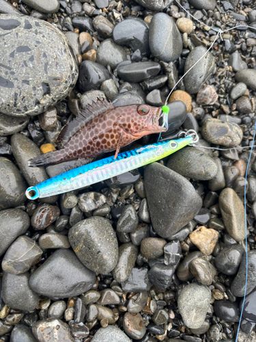 ホウボウの釣果