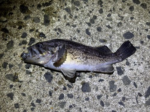 ソイの釣果