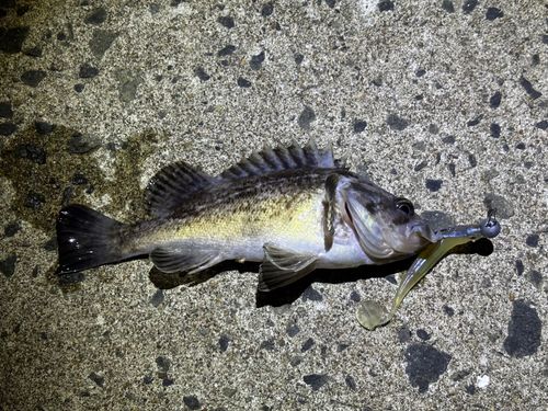 ソイの釣果