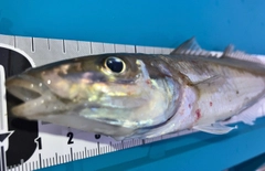 シロギスの釣果