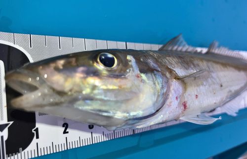 シロギスの釣果