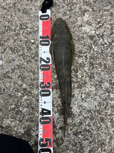 マゴチの釣果
