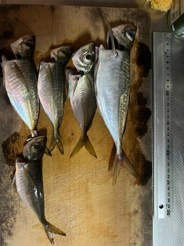 アジの釣果