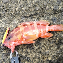 アカハタの釣果