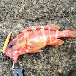 アカハタ