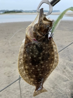 ソゲの釣果
