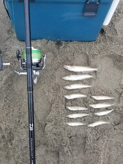 シロギスの釣果