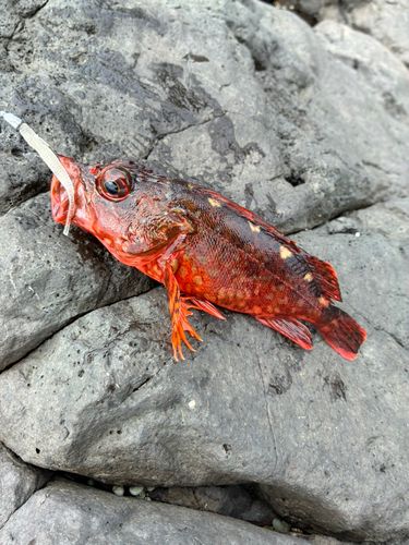 カサゴの釣果
