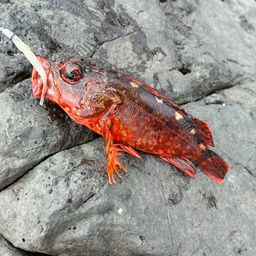 カサゴ