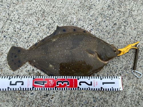 ホシガレイの釣果
