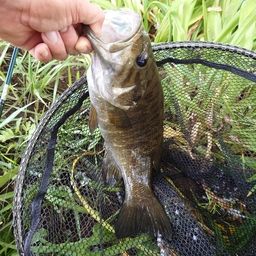 スモールマウスバス
