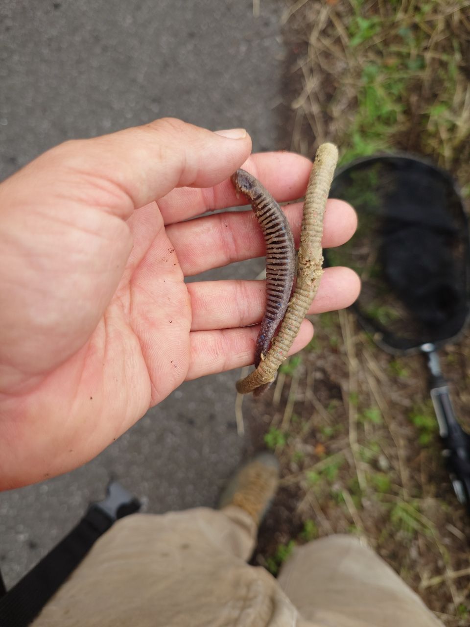 スモールマウスバス