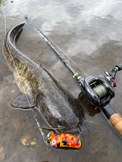 ナマズの釣果