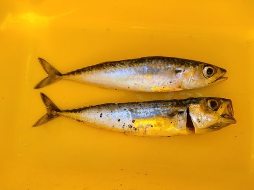 サバの釣果