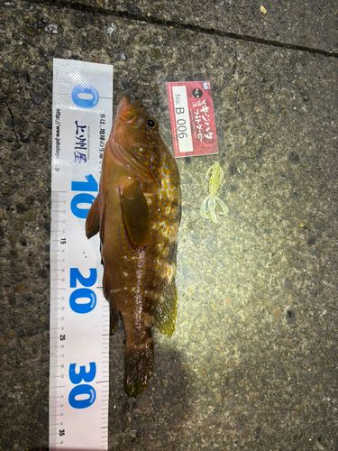 キジハタの釣果