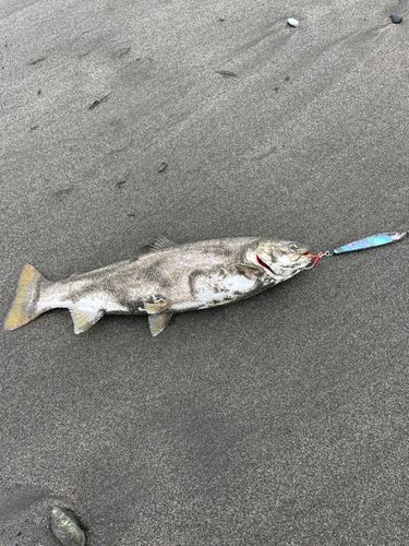 アメマスの釣果