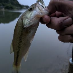 ラージマウスバス