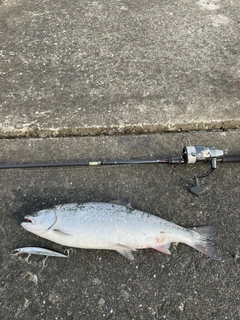 サクラマスの釣果