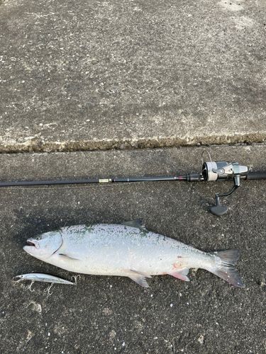 サクラマスの釣果