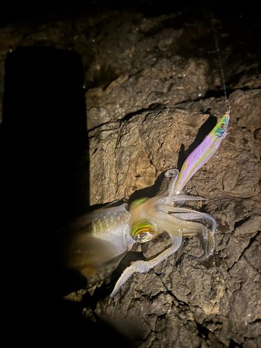 アオリイカの釣果