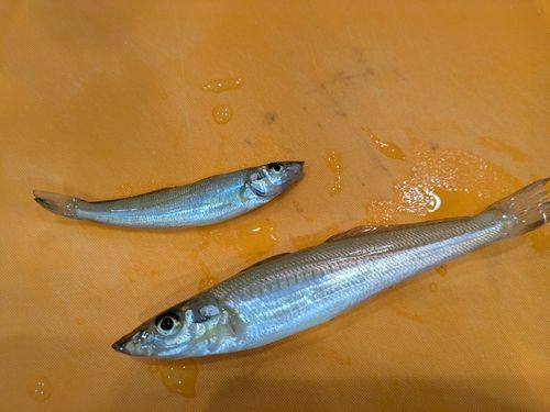 キスの釣果