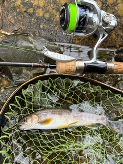 イワナの釣果