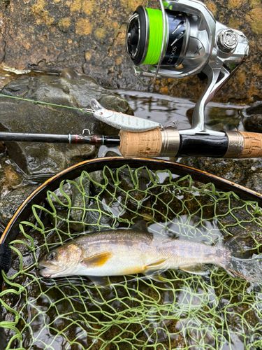 イワナの釣果