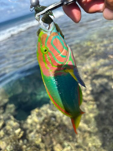 オトメベラの釣果