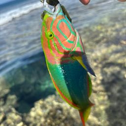 オトメベラ