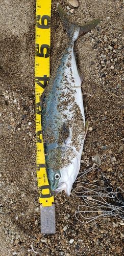 ワラサの釣果