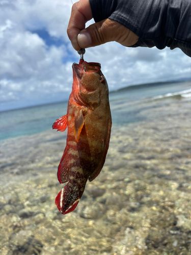 ニジハタの釣果