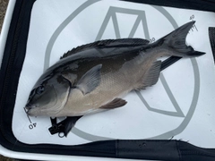 オナガグレの釣果