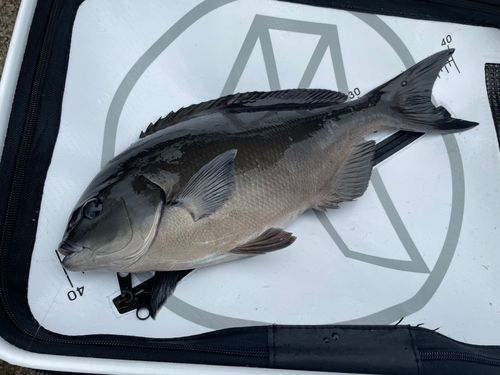 オナガグレの釣果
