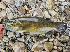 スモールマウスバスの釣果