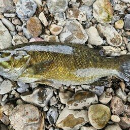 スモールマウスバス