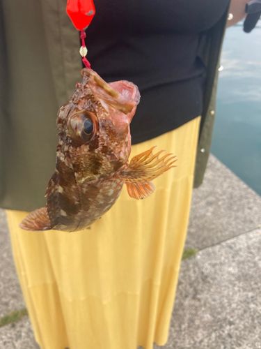 釣果