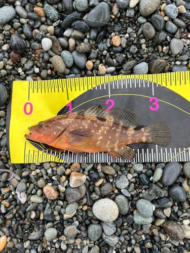 キジハタの釣果