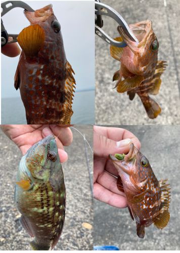 キジハタの釣果