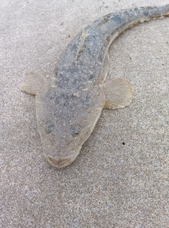 マゴチの釣果