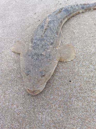マゴチの釣果