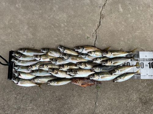 アジの釣果