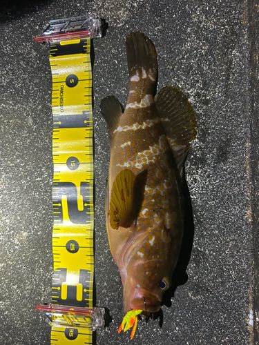 キジハタの釣果