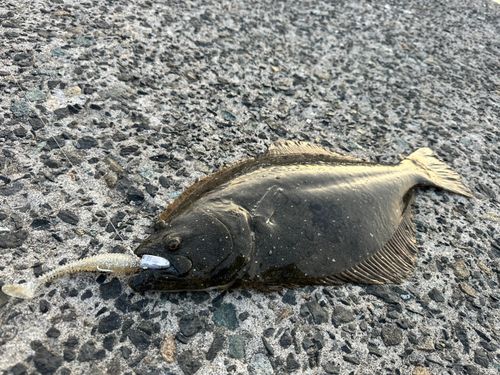 ヒラメの釣果