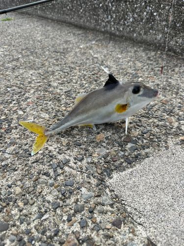 ギマの釣果