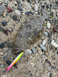 ヒラメの釣果