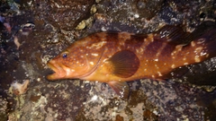 キジハタの釣果