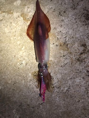 ケンサキイカの釣果